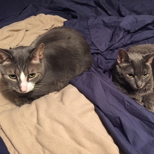 Fundraising Page: Rebecca Ramos